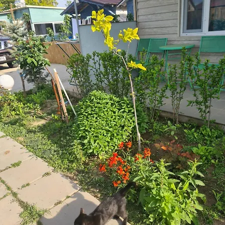 Pensiunea Atena 4* Vadu